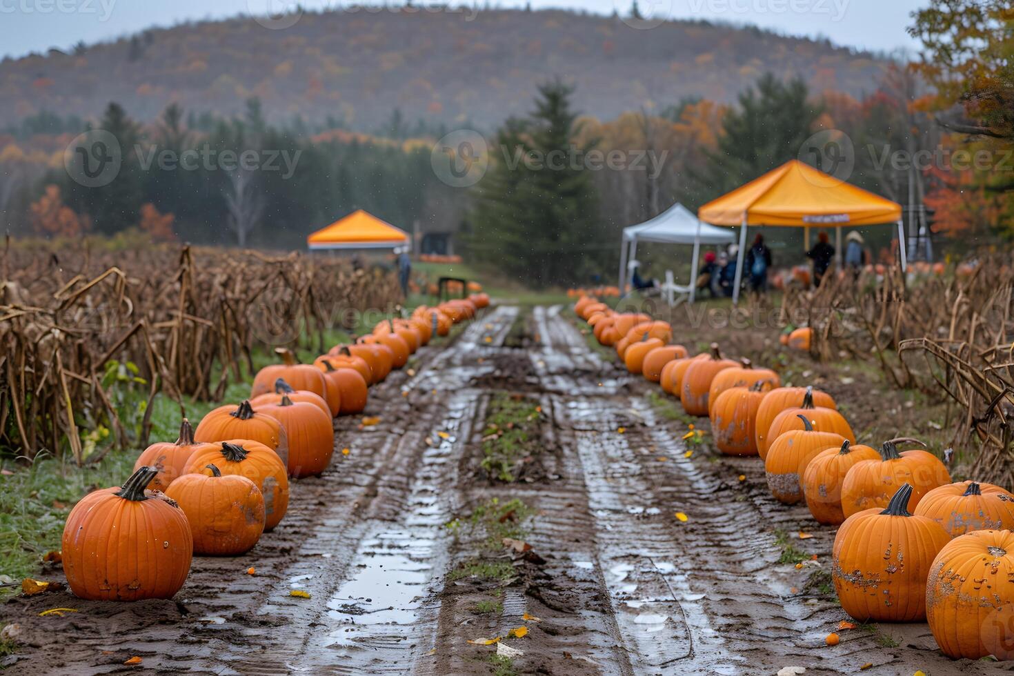 Autumn Harvest Festival in Rustic Pumpkin Patch with Scenic Mountain Backdrop photo