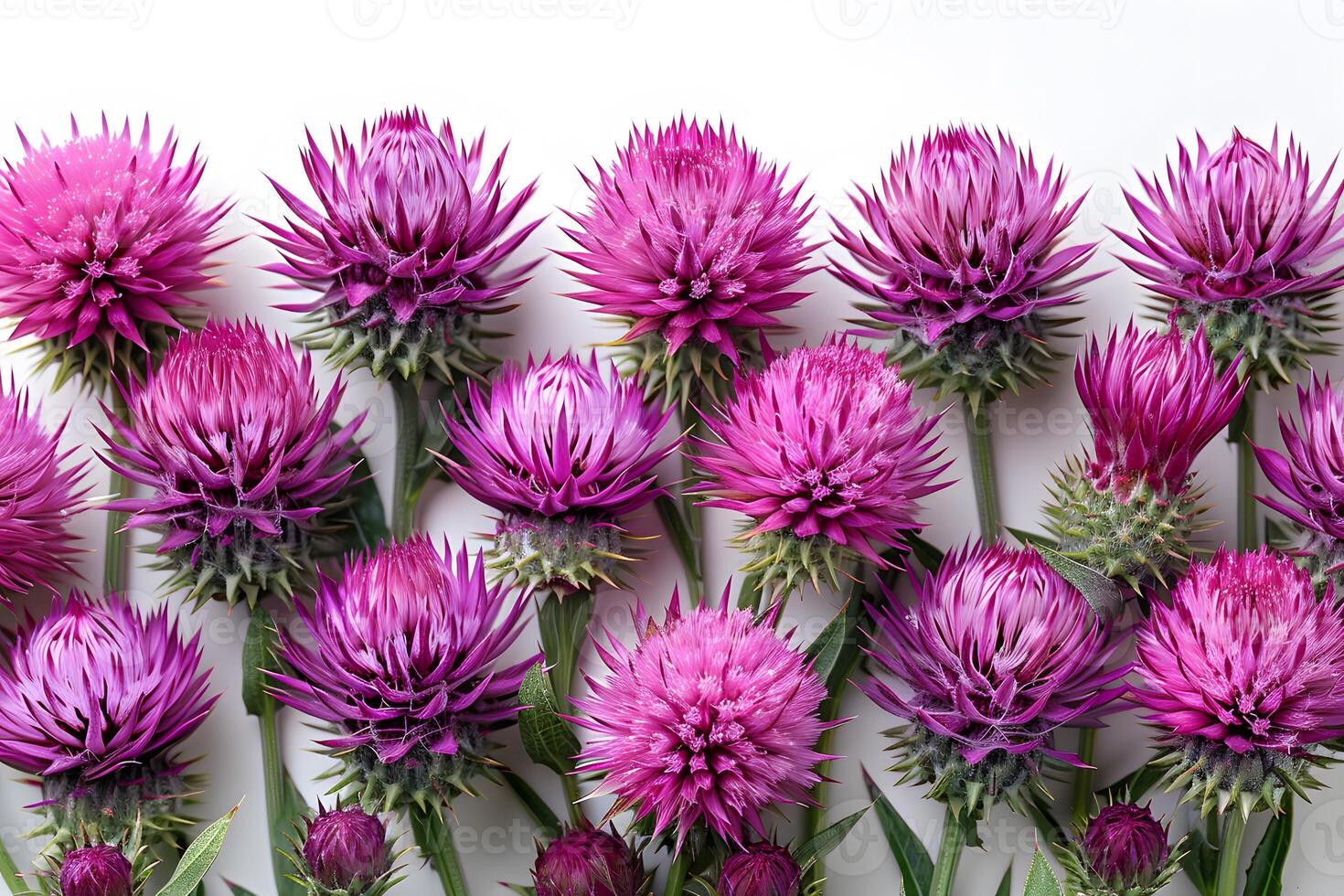 Vibrant Pink Thistle Blooms on White Background for Botanical Art photo