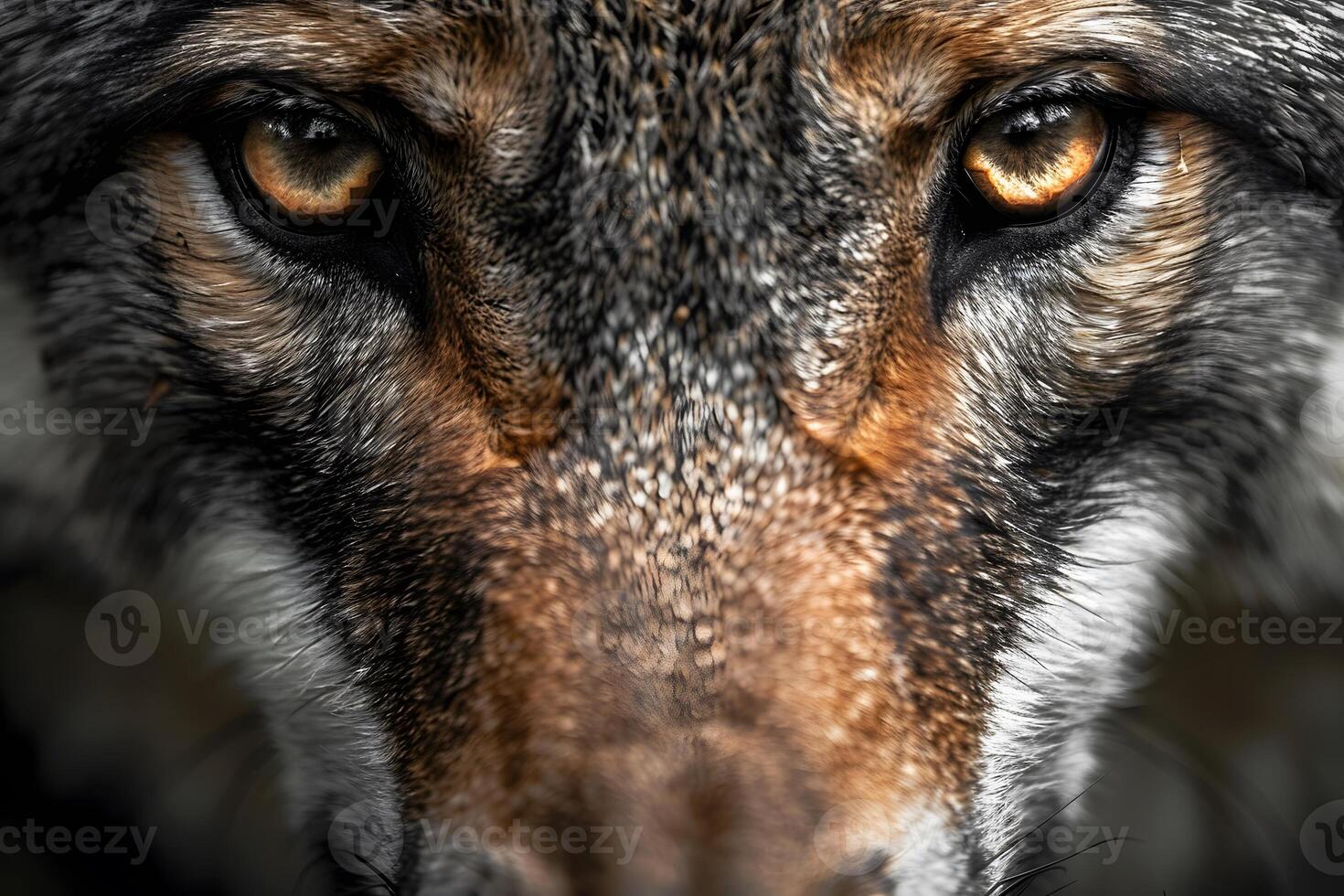 Intense Gaze of a Wolf - Close-Up Animal Portrait for Wildlife Photography photo