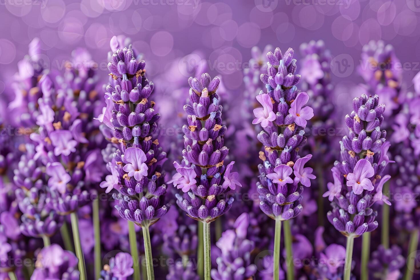 Lavender Blooms Close-Up with Bokeh Background - Perfect for Posters and Prints photo