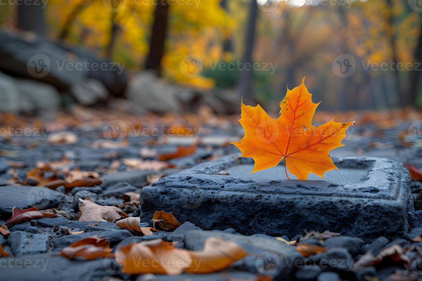 Vibrant Autumn Leaf on Stone in Woodland Setting for Seasonal Nature Designs photo