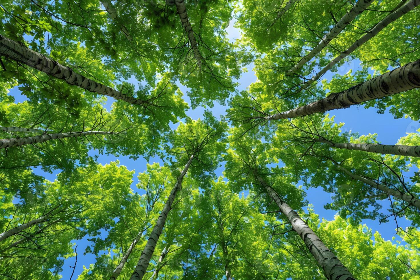 Vibrant Green Canopy of Aspens Against a Clear Blue Sky for Nature Inspiration photo