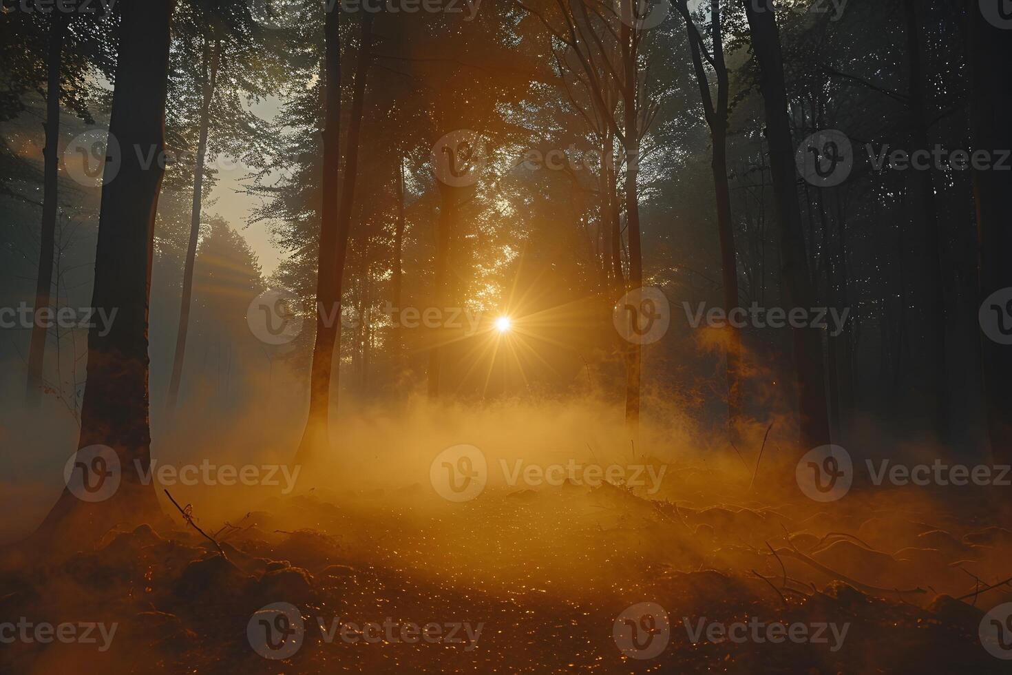 Enchanting Forest Sunrise - Mystical Woods with Golden Light for Nature and Landscape Design photo