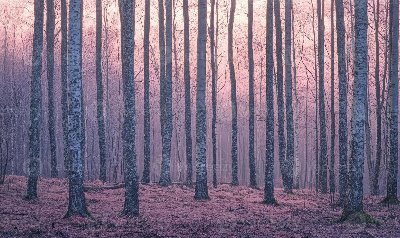 A forest with trees that are purple in color photo