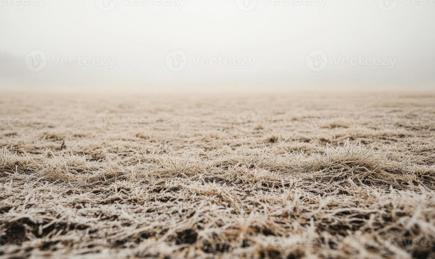 A field of grass covered in frost photo