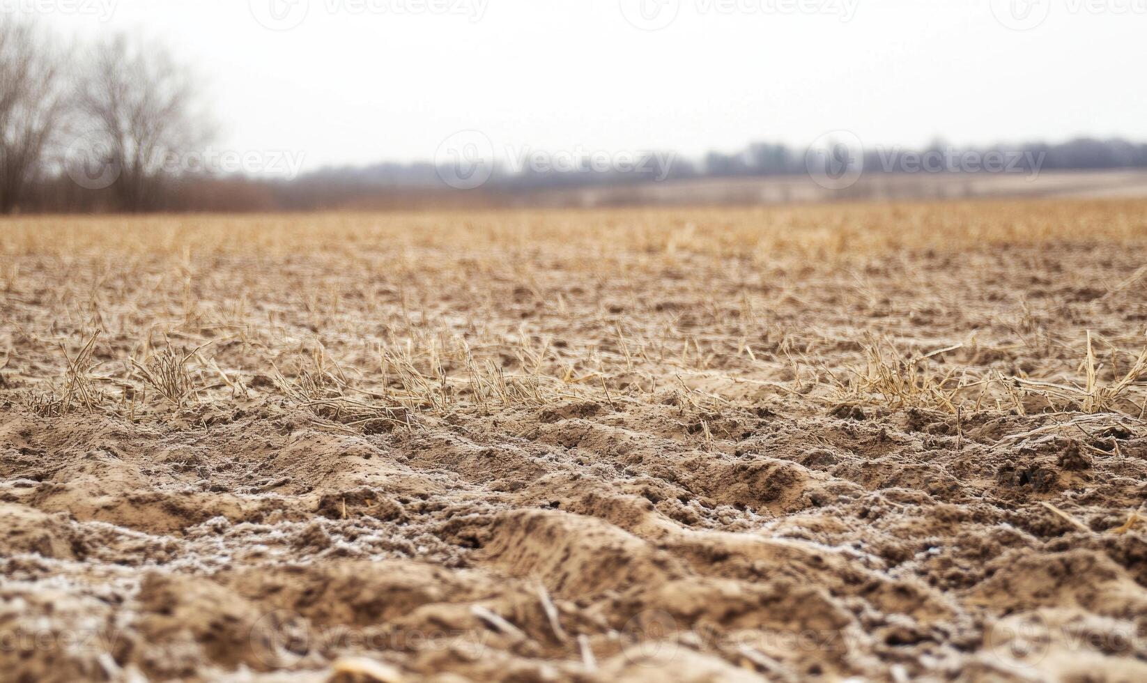 A field of dry, brown grass with a few trees in the background photo