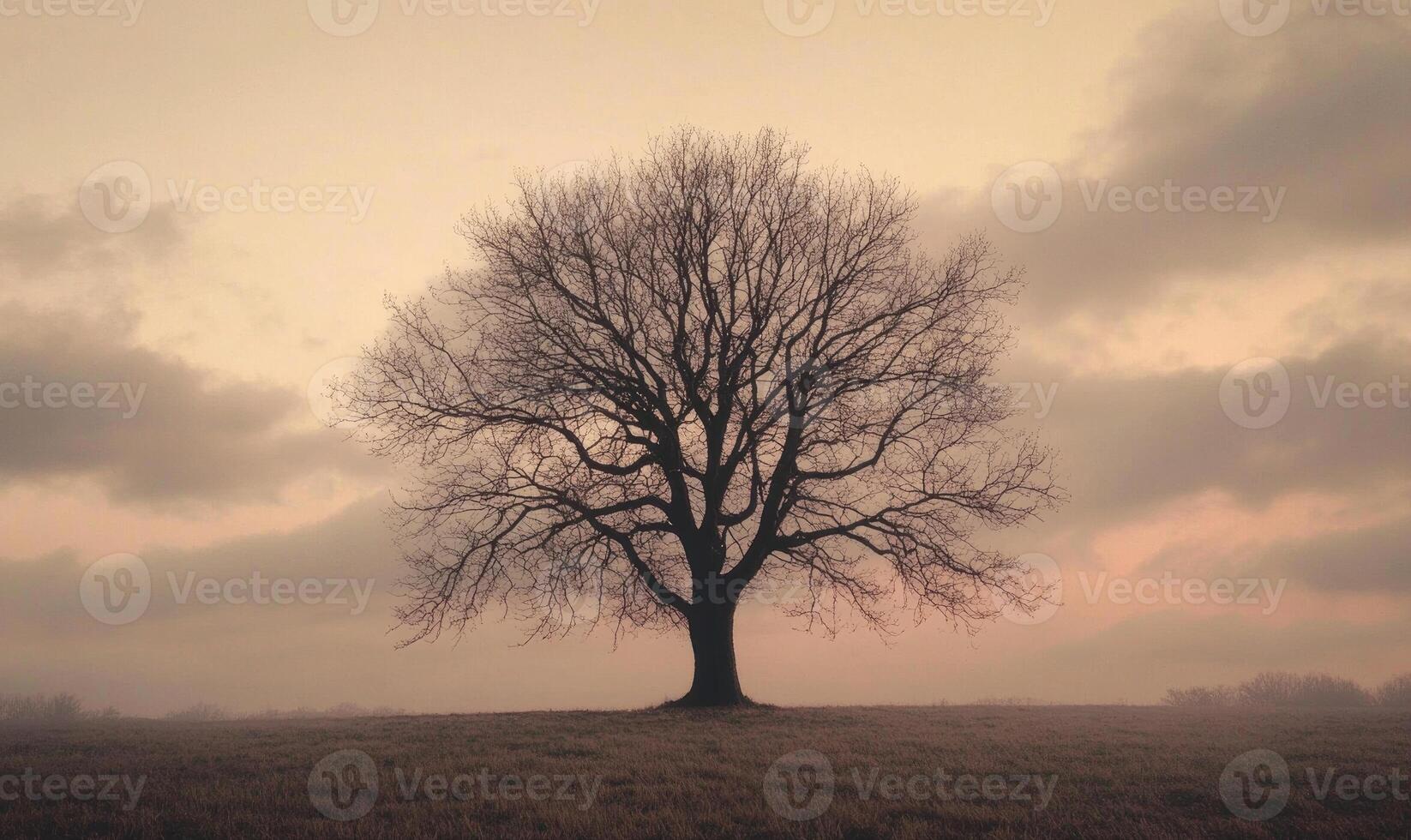 A tree stands alone in a field with a cloudy sky in the background photo