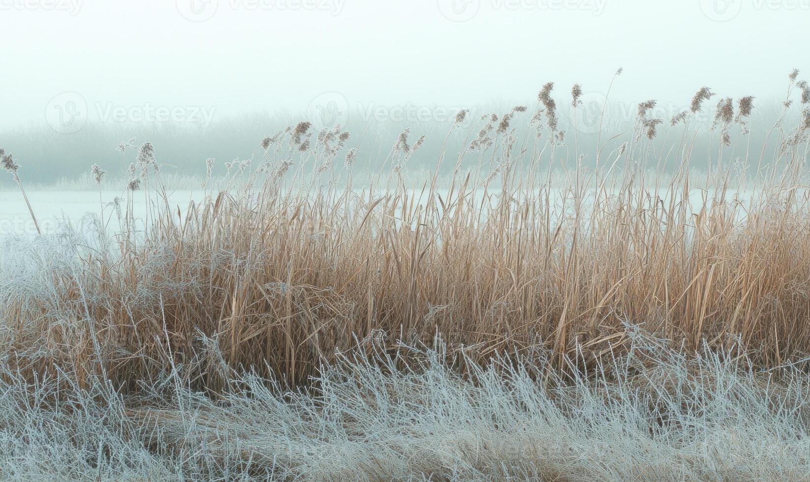 A field of tall grass covered in frost photo