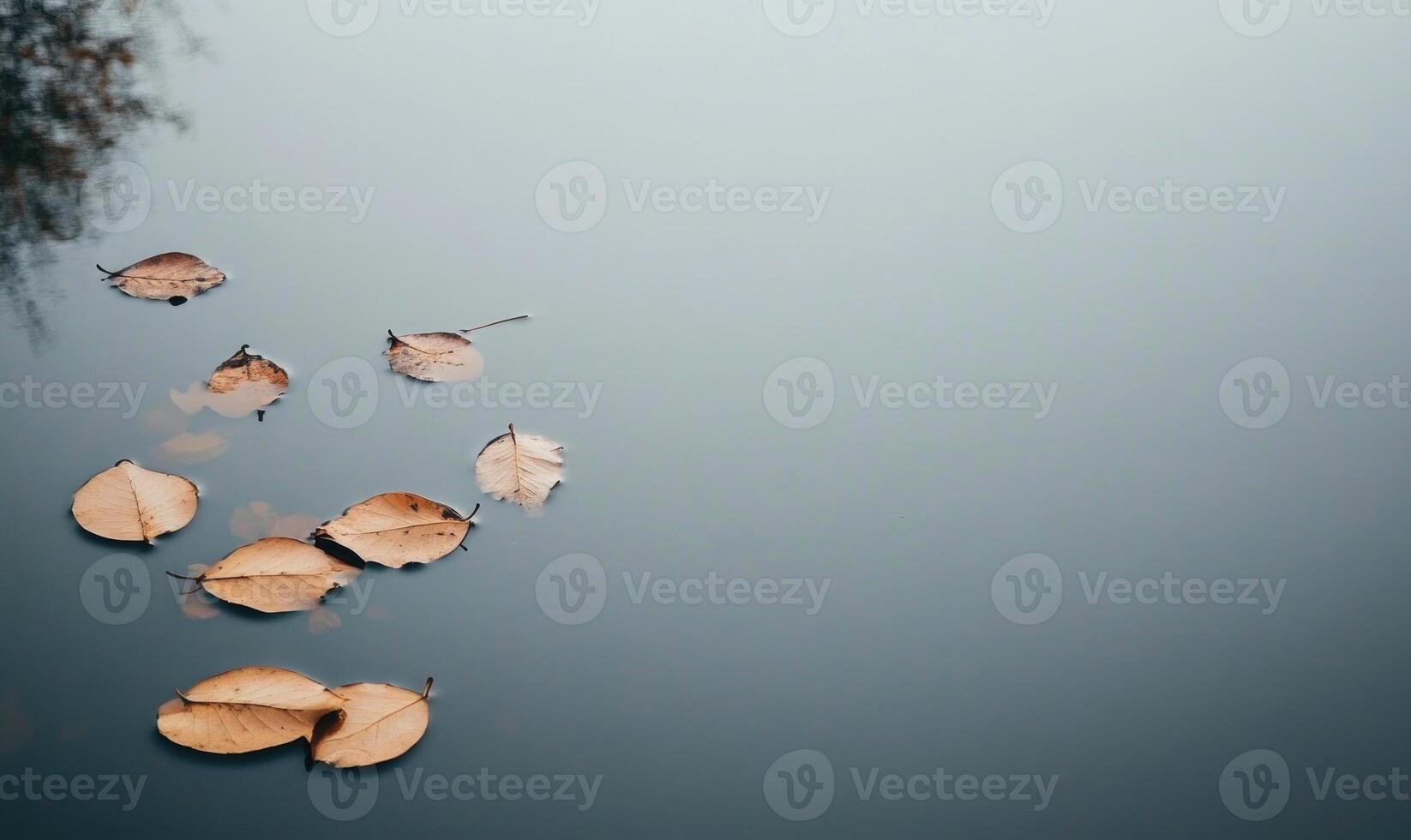 A pond with leaves floating on the surface photo