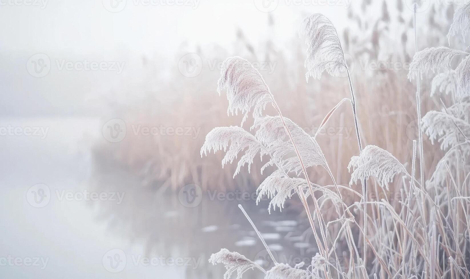 A field of tall grass covered in frost and snow photo