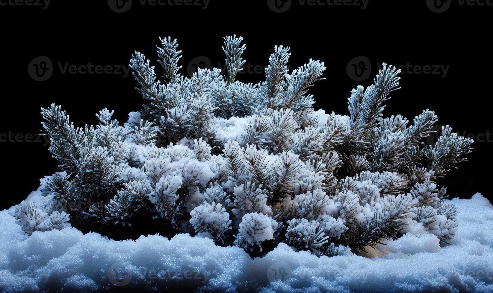 A snow covered bush with a black background photo