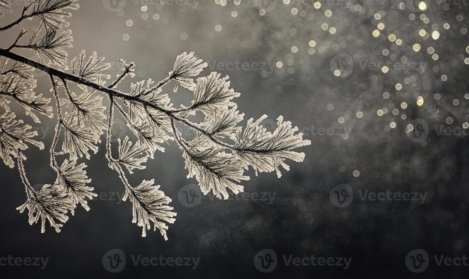 A branch covered in frost and snow photo