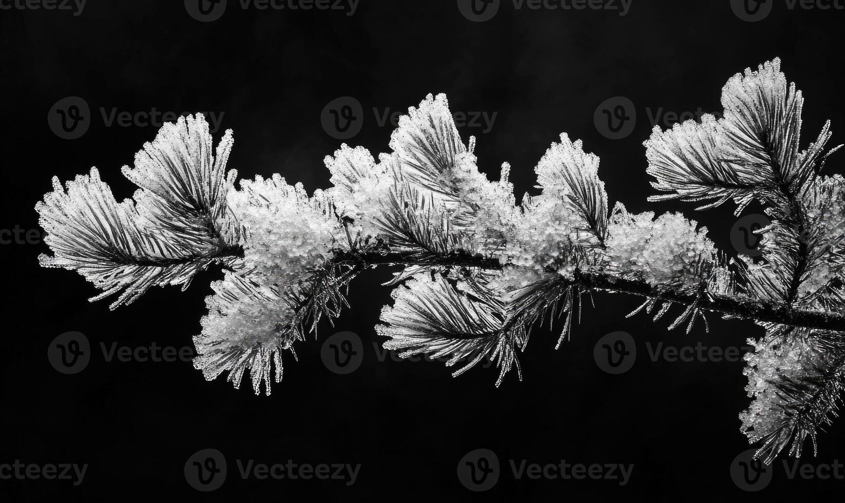A branch covered in frosty snow photo
