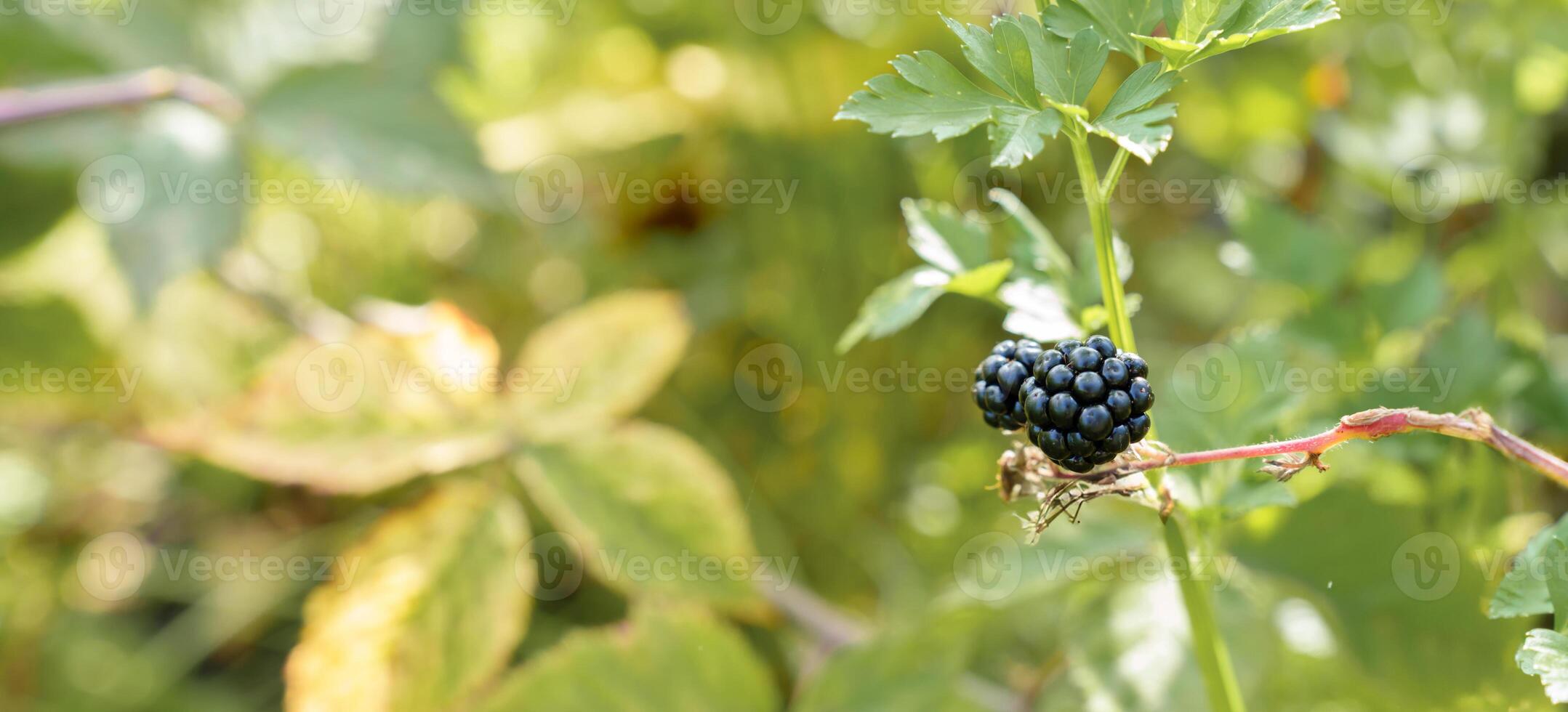 banner blackberries on the background of green foliage, space for copying photo
