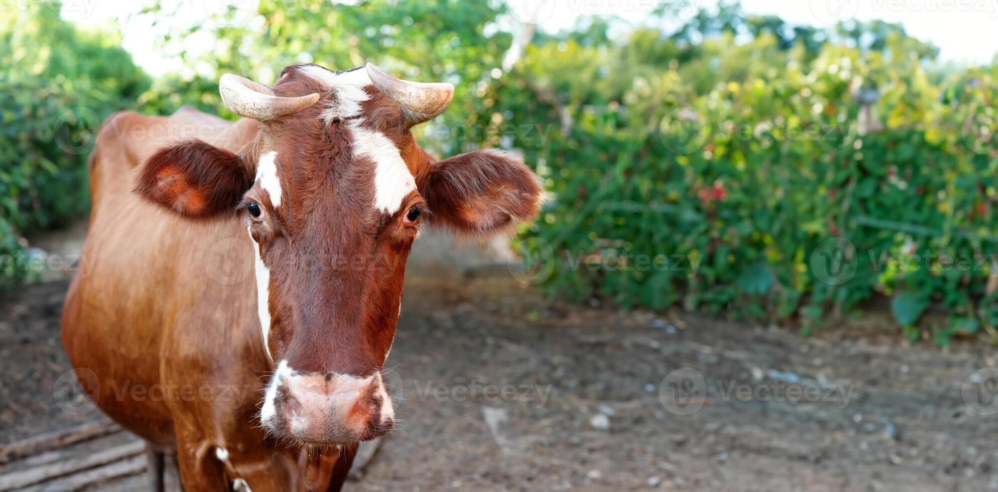 Proud red cow with impressive horns standing in a rural barnyard photo