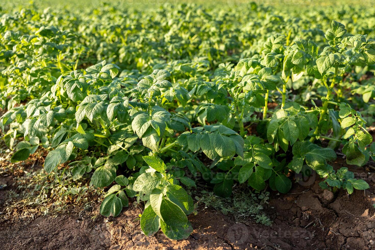 Potato plants growing in a field with green leaves and healthy foliage. Agricultural scene under sunlight, showcasing rows of potato crops in soil photo