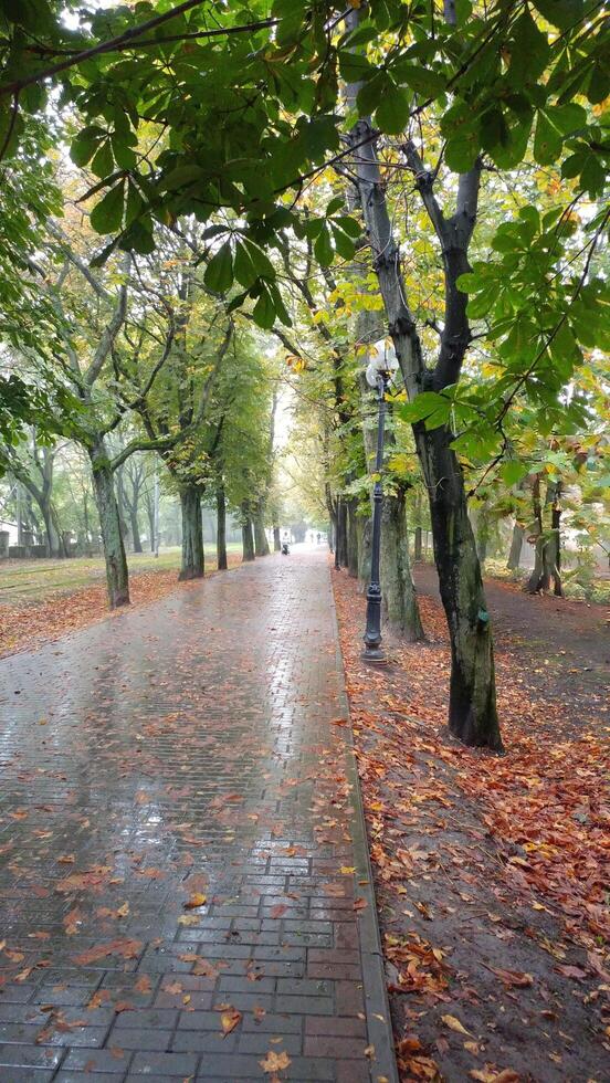 Beautiful Summer Tile Sidewalk along the Park After Rain, Green Chestnut Leaves, Humidity, Damp, Wet, Freshness, Lonely Walk in Harmony with Nature and Silence, outdoor, no people photo