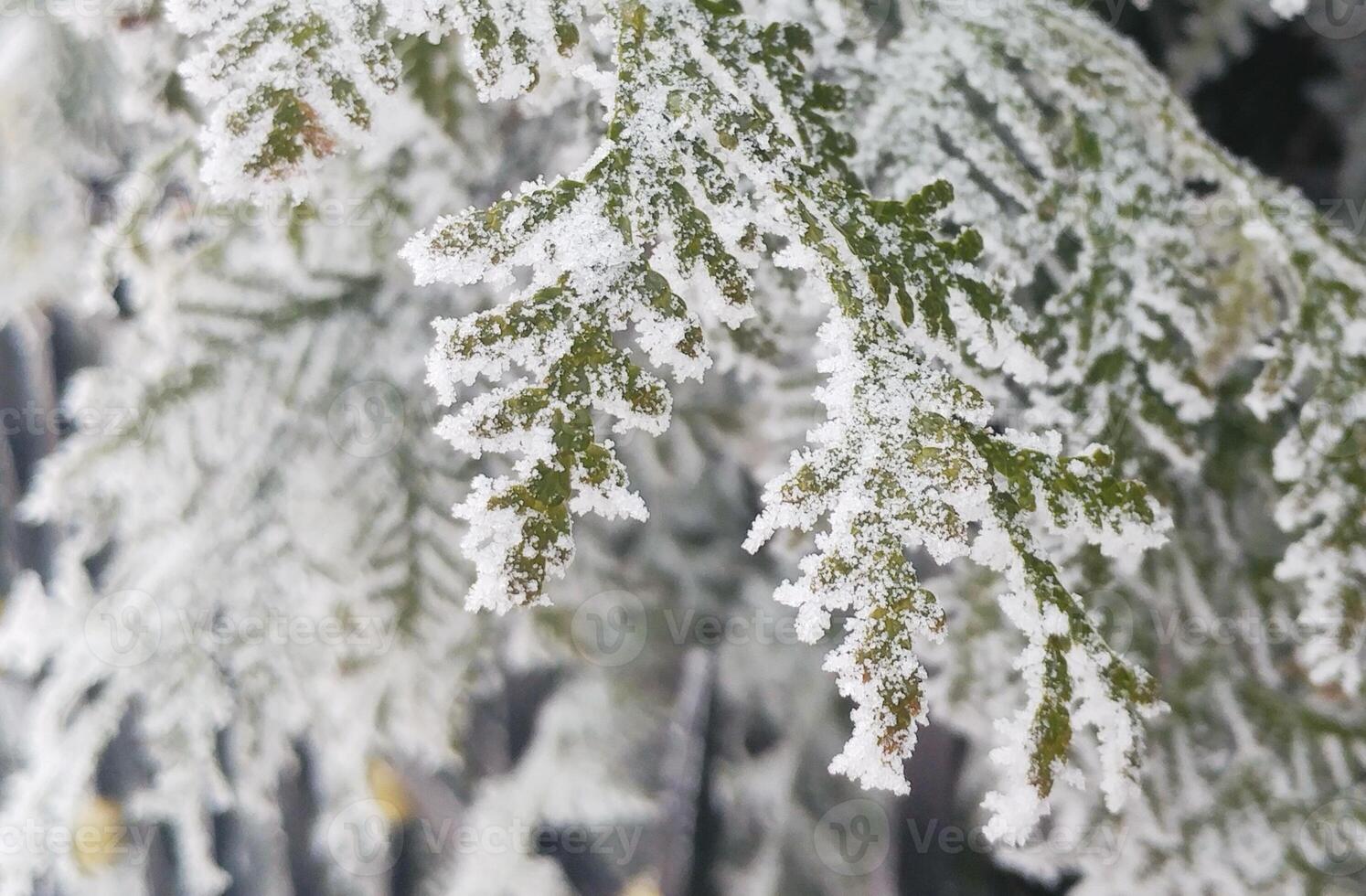 Christmas tree branches, Frost covered evergreen leaves, serene winter atmosphere, delicate ice crystals blanket green foliage, soft focus, tranquility, nature's beauty in cold weather photo