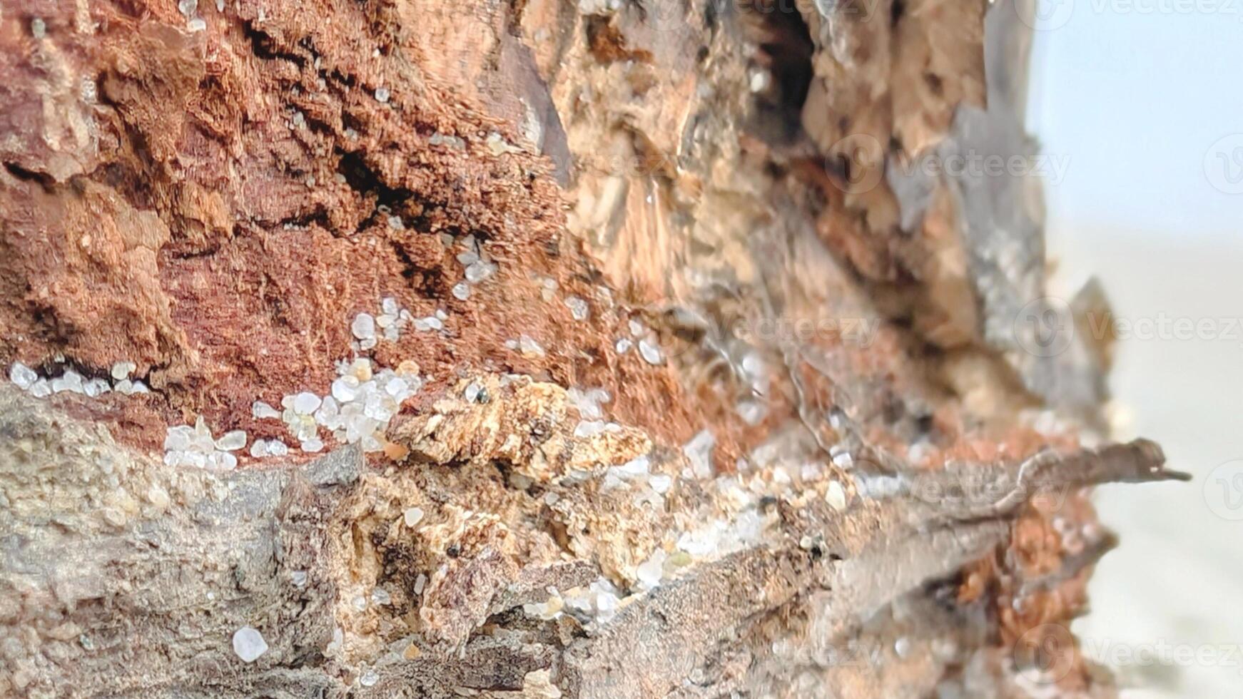 Close up, Macro Horizontal photo, Details of Driftwood, Piece of Wood on white Beach with some in Sand, Texture Background, Nordic Style photo