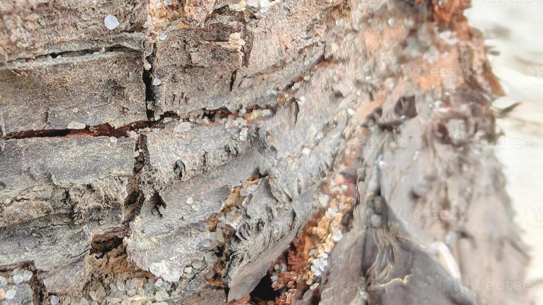 Close up, Macro Horizontal photo, Details of Driftwood, Piece of Wood on white Beach with some in Sand, Texture Background, Nordic Style photo