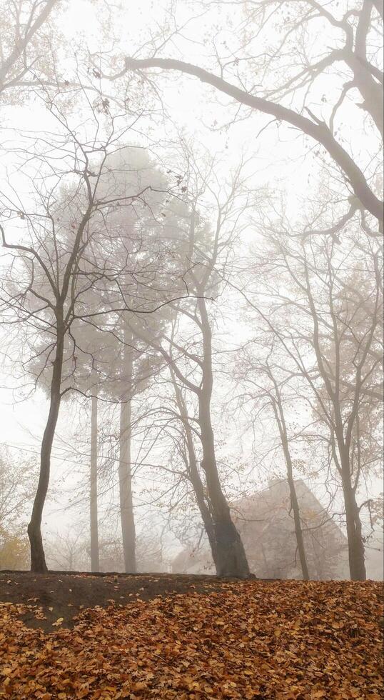 Walk through a gloomy, foggy park, fallen leaves, late autumn, a quiet landscape without people, solitude and harmony with nature, bottom view the ravine, vertical photo