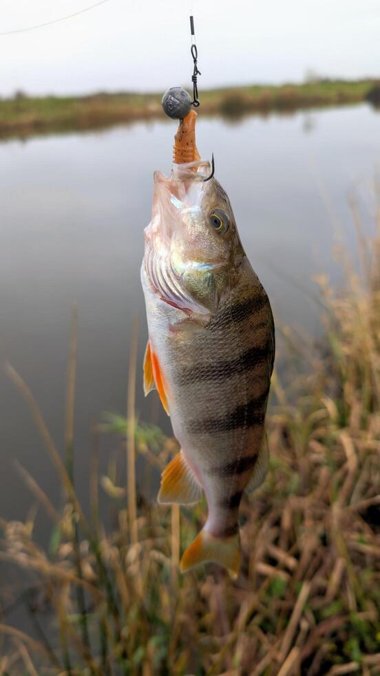Fresh water fish perch hooked on spinning lure, fishing, catch and release, animals and wildlife, nature background photo