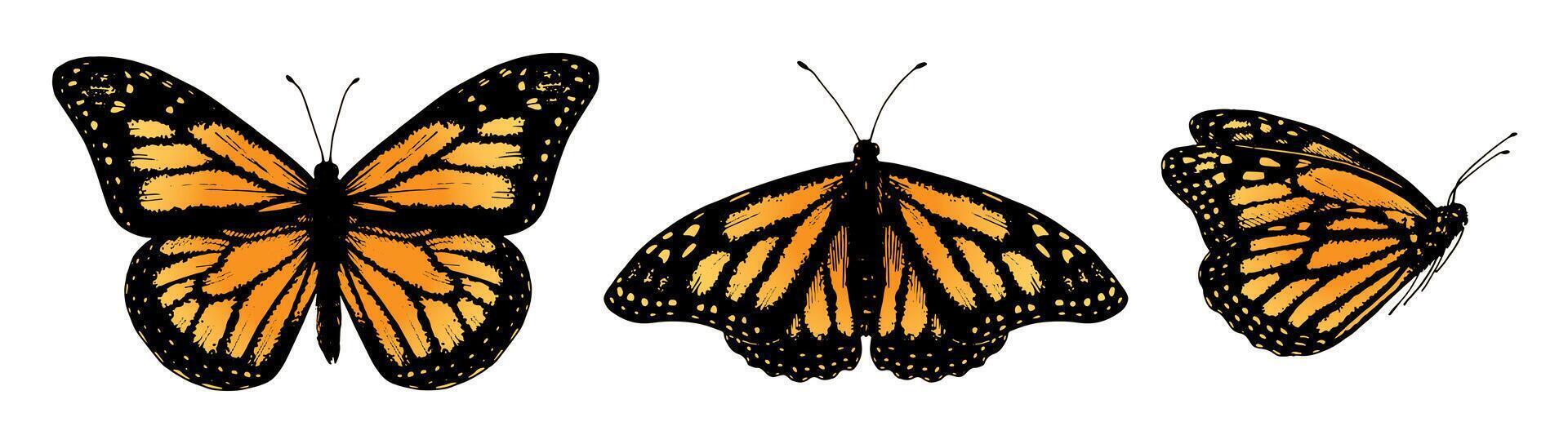 Monarch butterfly set with detailed orange and black wings. Realistic hand drawn illustrations ideal for nature themed designs or spring events. Perfect for stickers or wedding decor vector