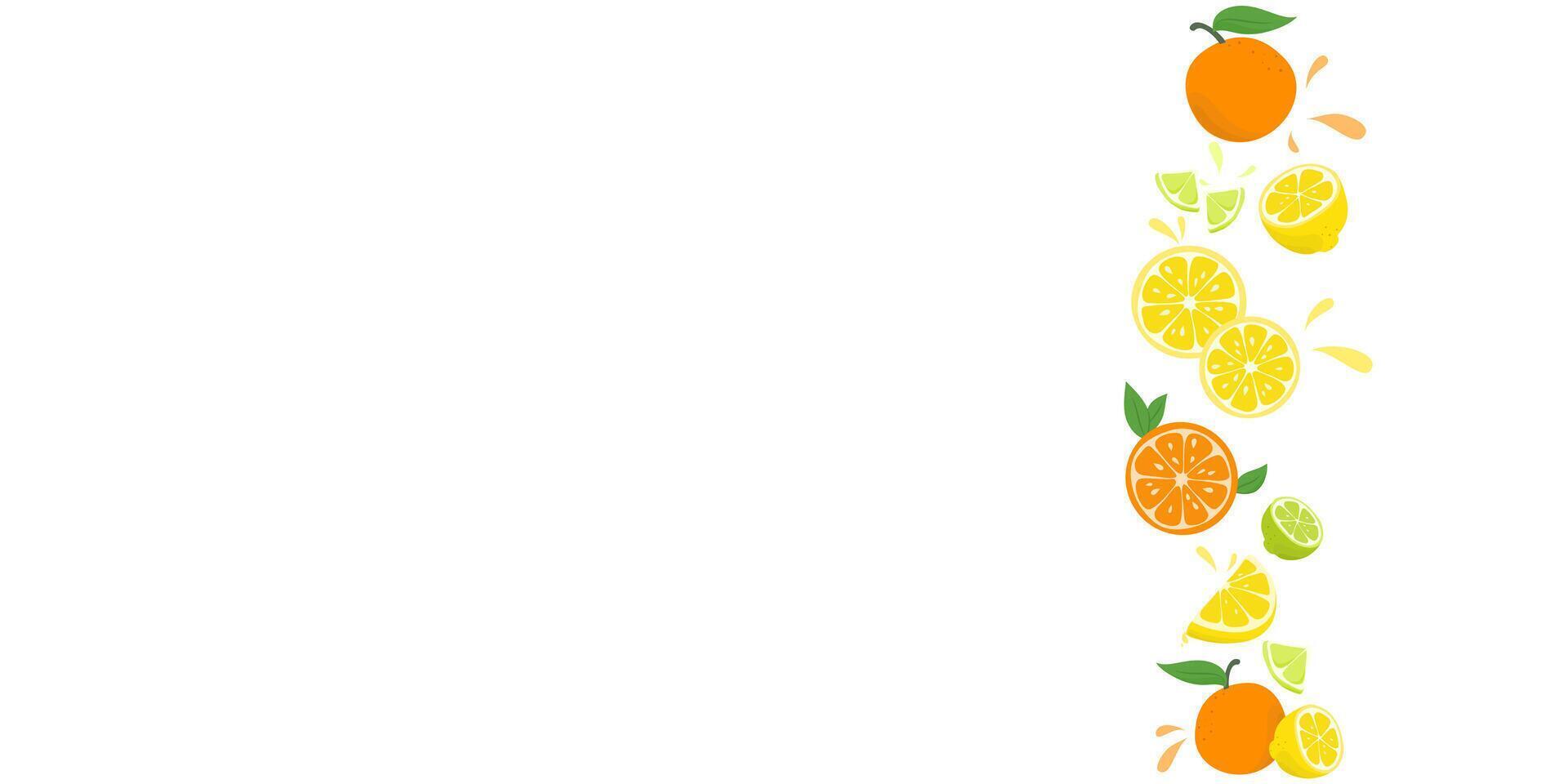 set of citrus fruits isolated on white background. vector