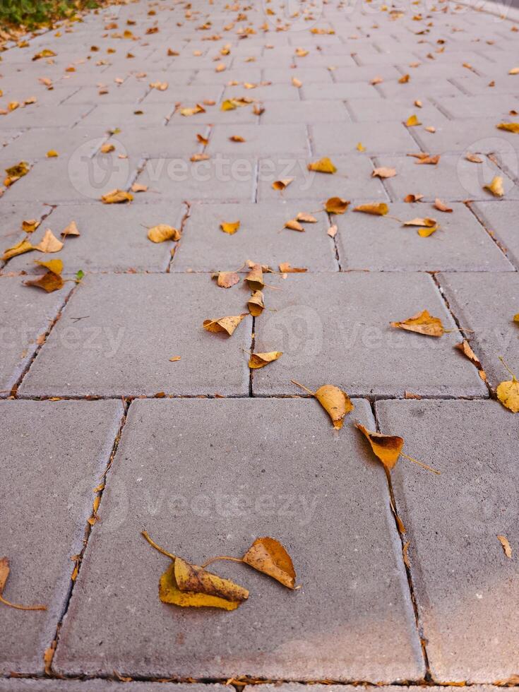 Autumn fall leaves on the city street, no people, nature background. photo