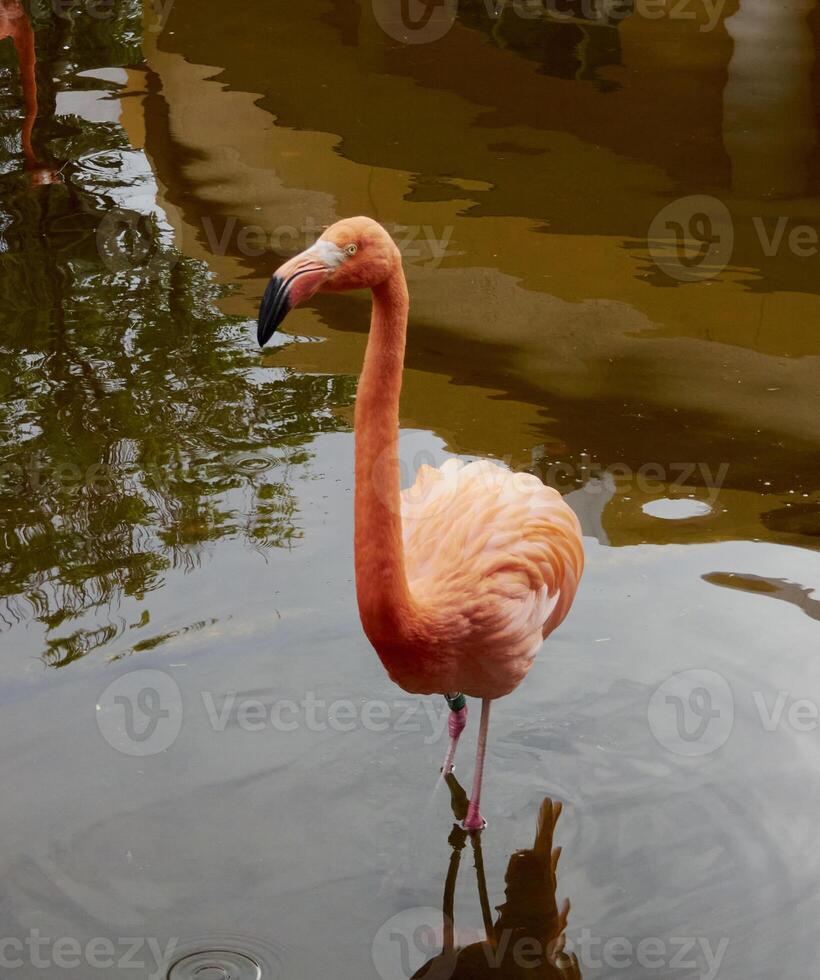 beautiful pink flamingo captured in a natural environment and vegetation photo