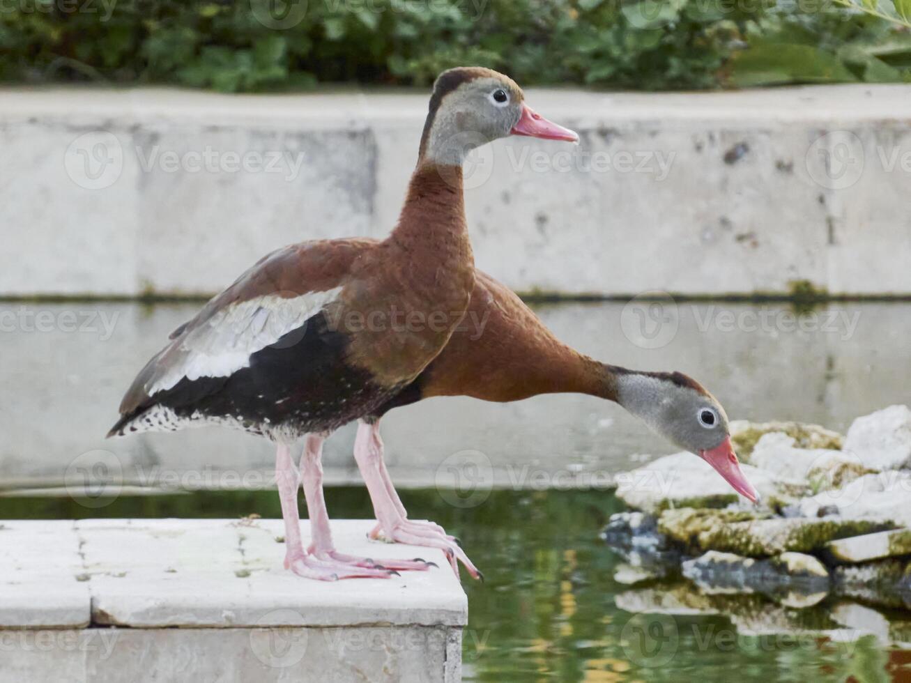 couple of ducks captured in profile in a pond photo