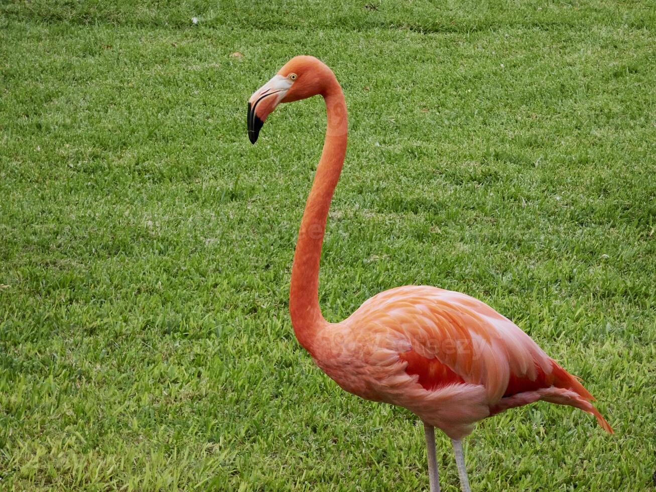 beautiful pink flamingo captured in a natural environment and vegetation photo