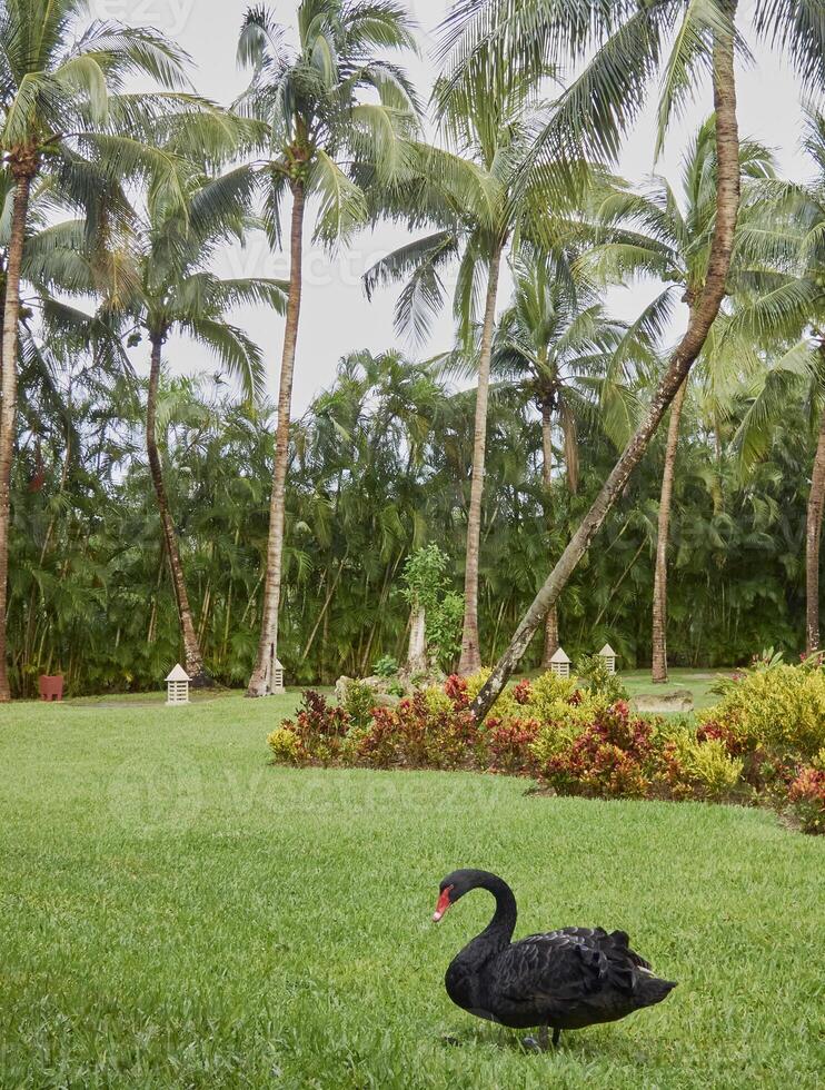 beautiful black swan or Cygnus atratus captured in nature alone photo