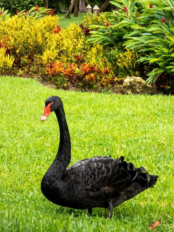 beautiful black swan or Cygnus atratus captured in nature alone photo
