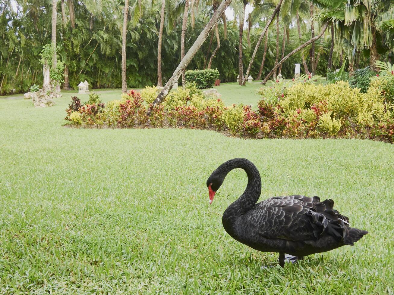 beautiful black swan or Cygnus atratus captured in nature alone photo