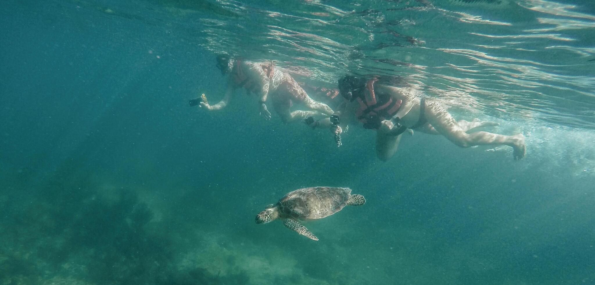 swim with turtles a short distance from them snorkeling photo