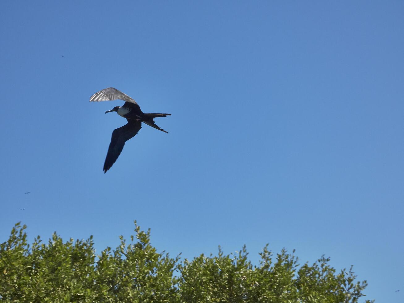 seagull captured flying above the trees with the blue sky photo