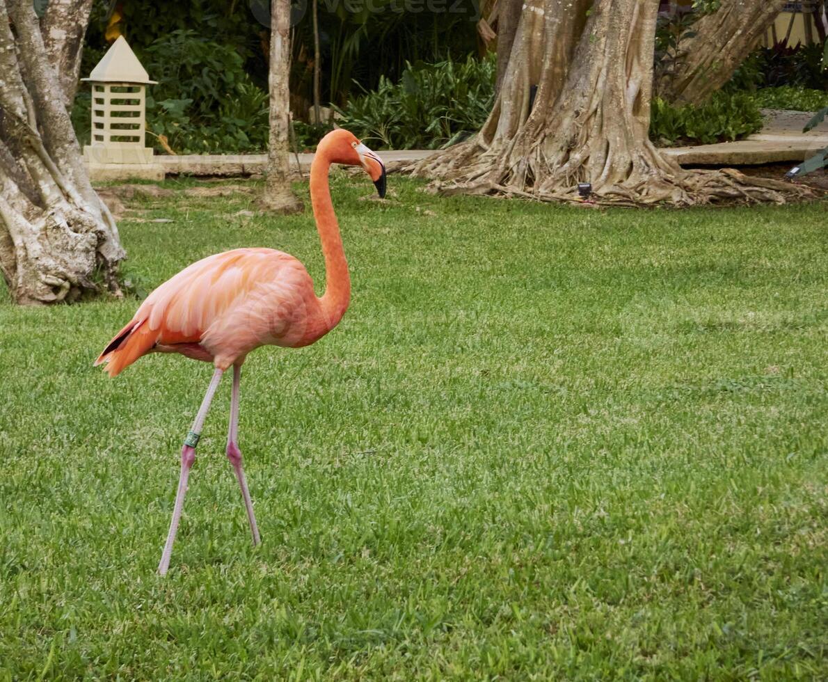 beautiful pink flamingo captured in a natural environment and vegetation photo
