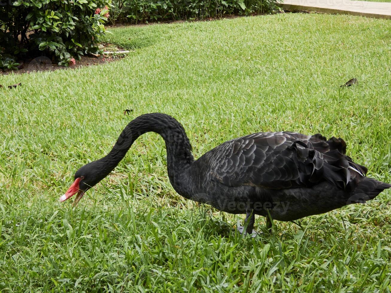 beautiful black swan or Cygnus atratus captured in nature alone photo
