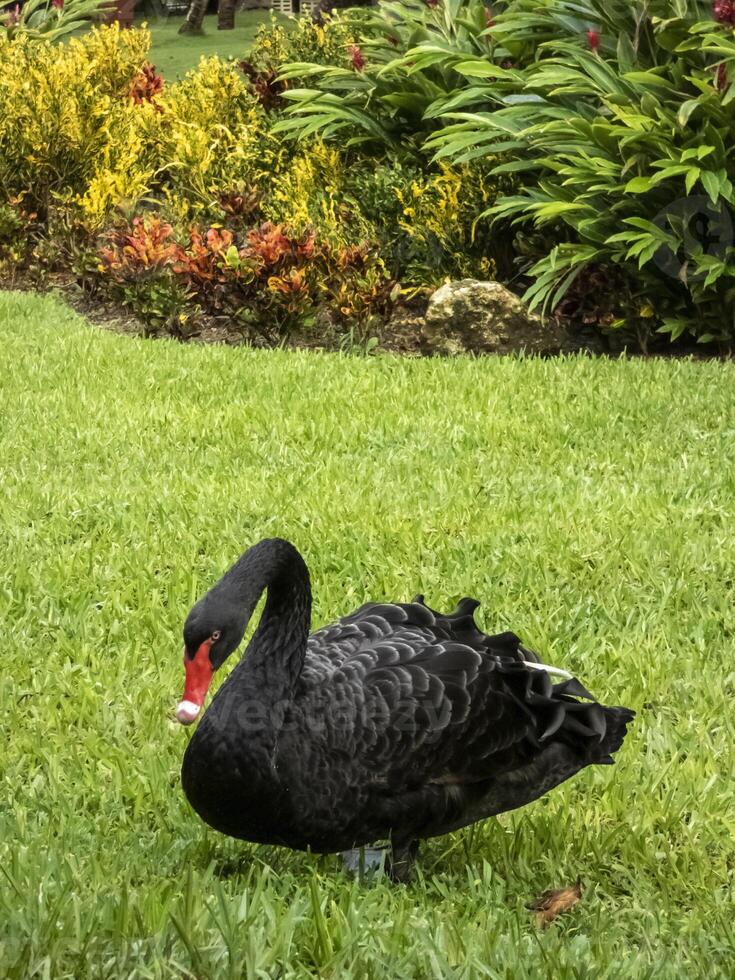 beautiful black swan or Cygnus atratus captured in nature alone photo