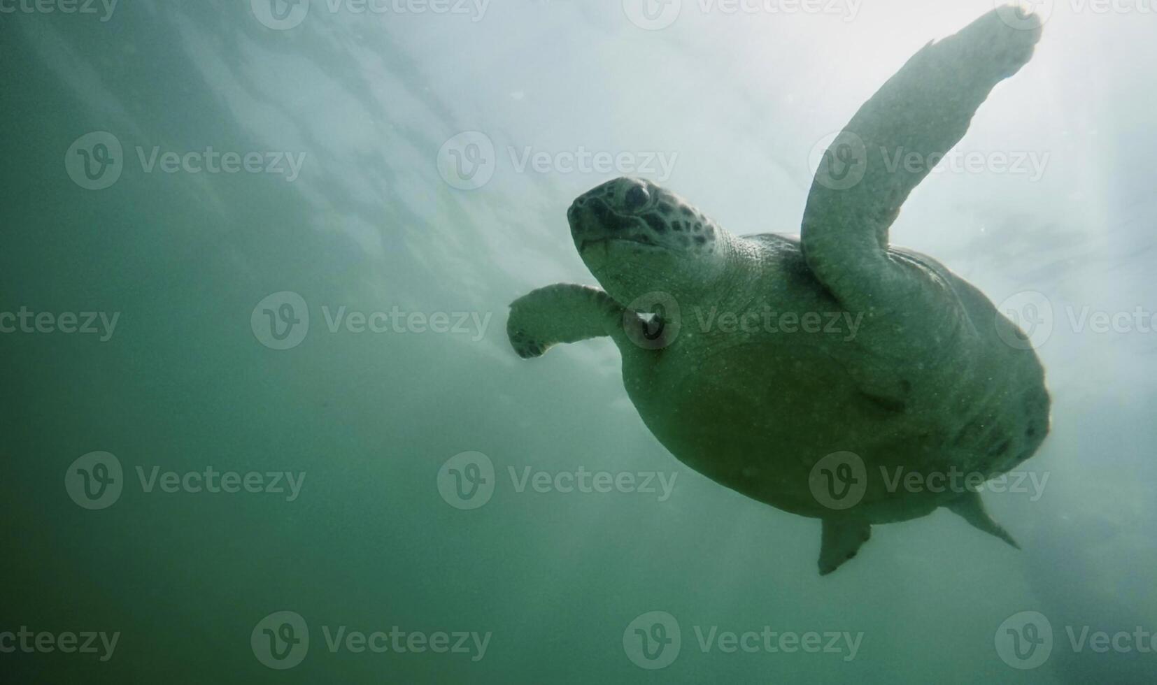 sea turtle on the bottom of the sea photo