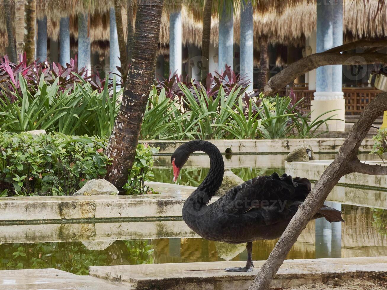 beautiful black swan or Cygnus atratus captured in nature alone photo
