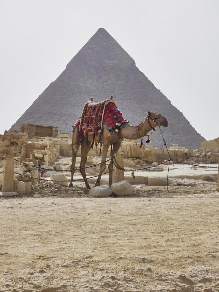camel in egypt with the majestic pyramids of giza in the background photo