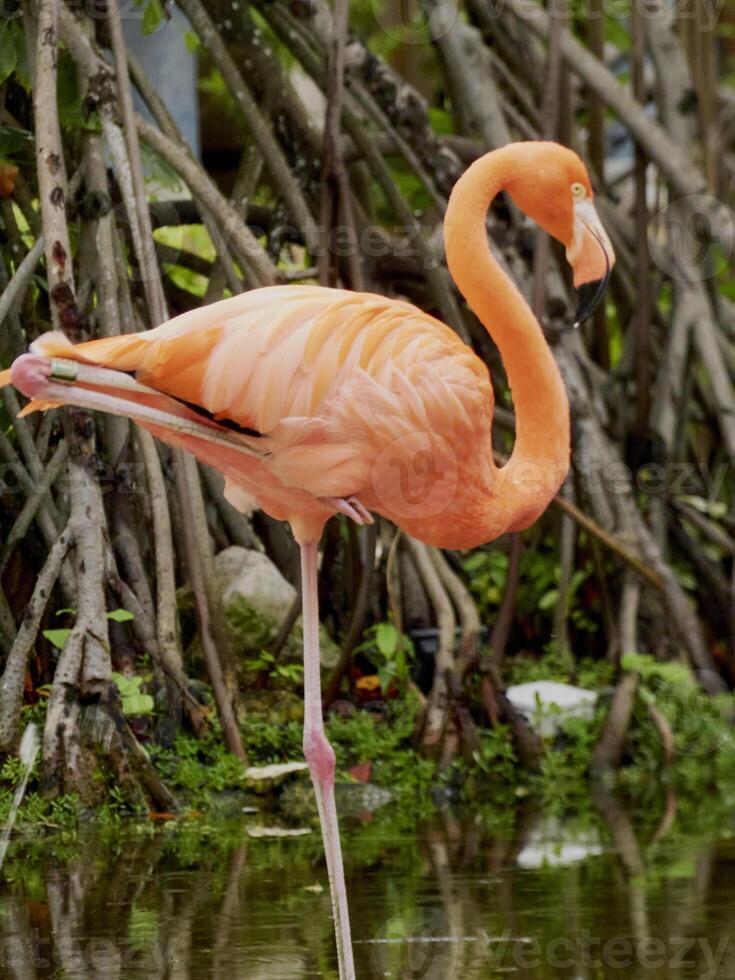 beautiful pink flamingo captured in a natural environment and vegetation photo