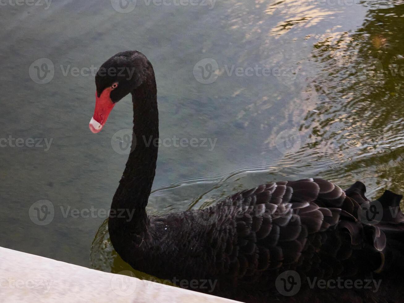 beautiful black swan or Cygnus atratus captured in nature alone photo
