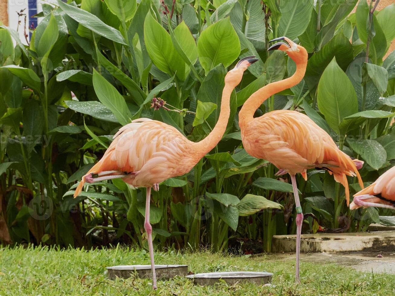 beautiful pink flamingo captured in a natural environment and vegetation photo