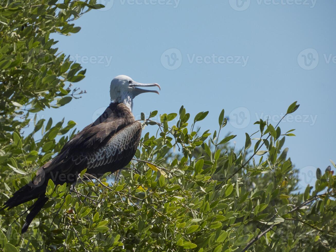 seagull perched in the trees with its beak open photo