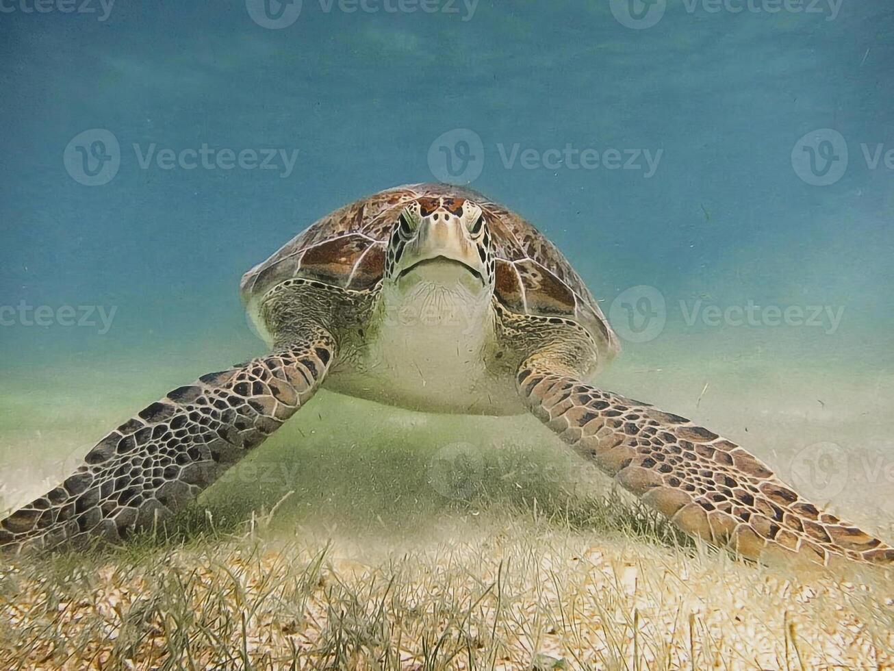sea turtle on the bottom of the sea photo