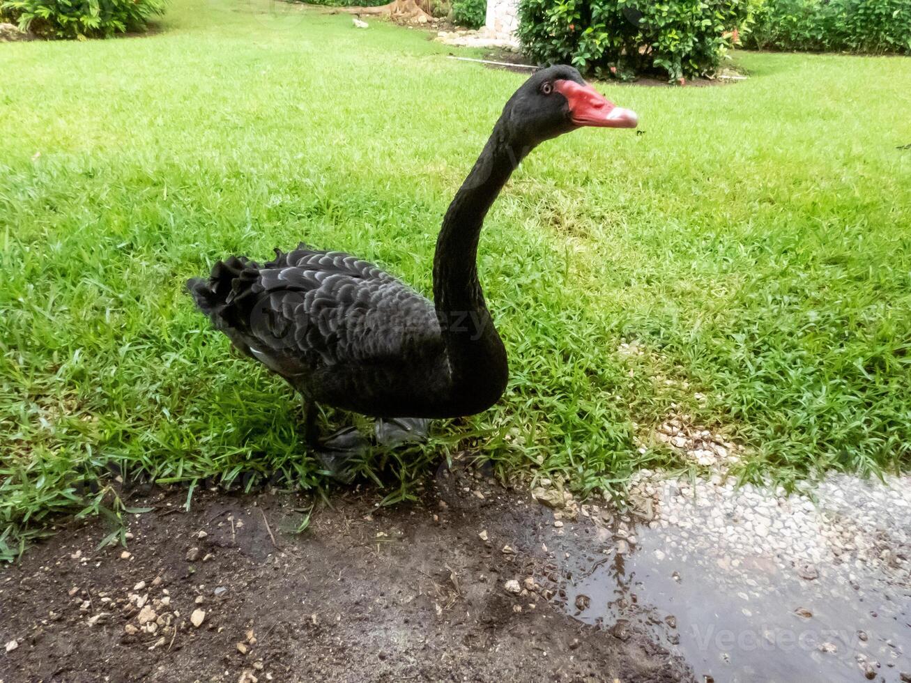 beautiful black swan or Cygnus atratus captured in nature alone photo