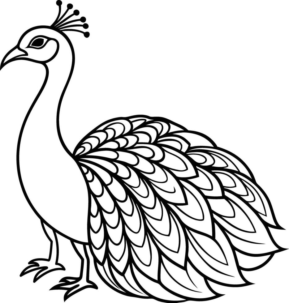 coloring pages Peacock vector